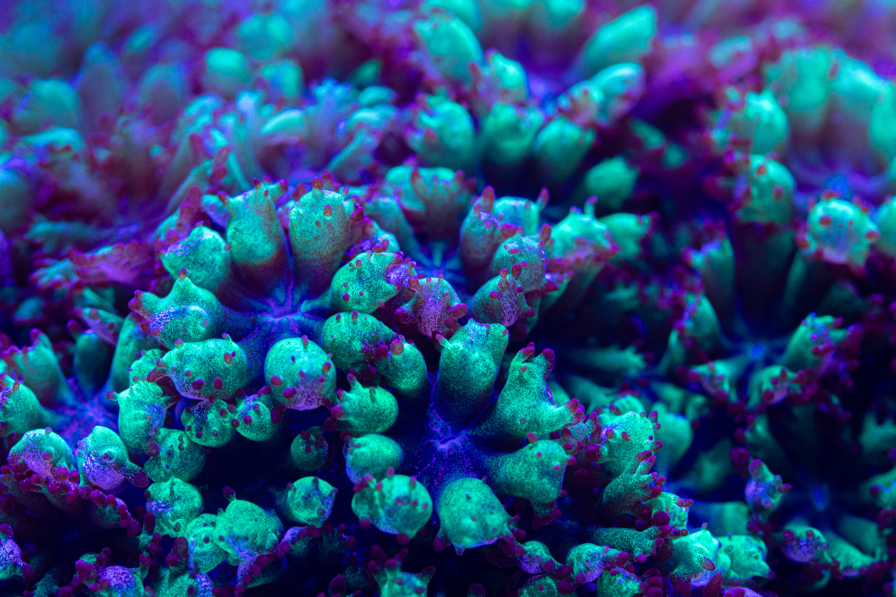 reefsavvy-117.jpg