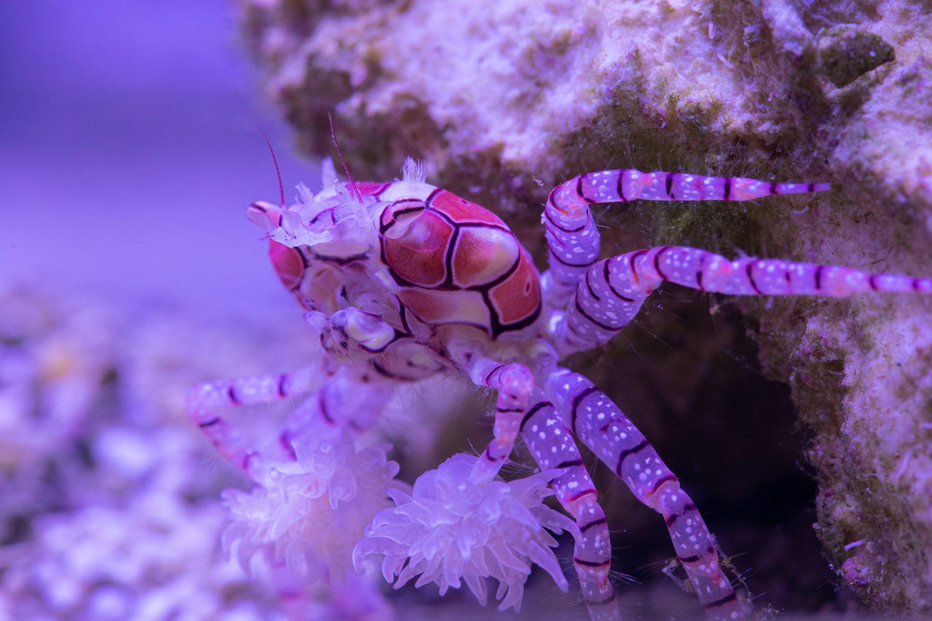 reefsavvy-122.jpg