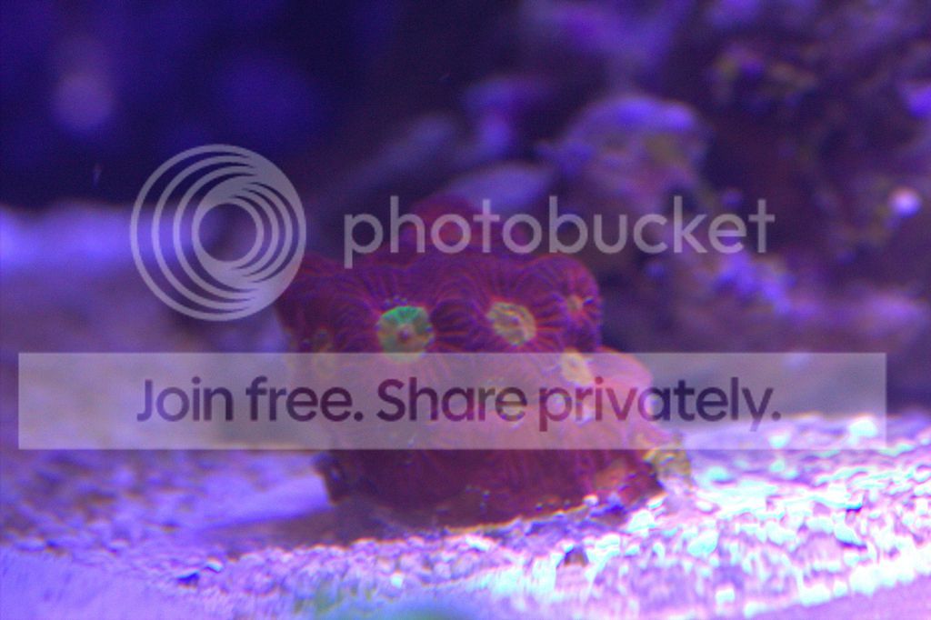 Favia%203-7-17_zpsqwtqwzba.jpg~original