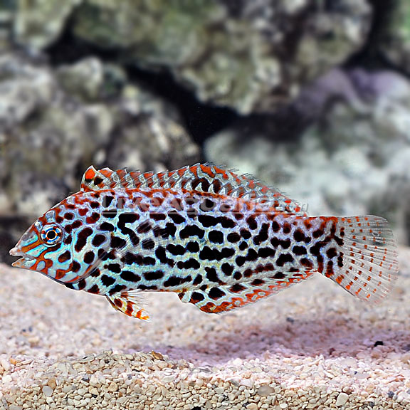 wrasse.jpg