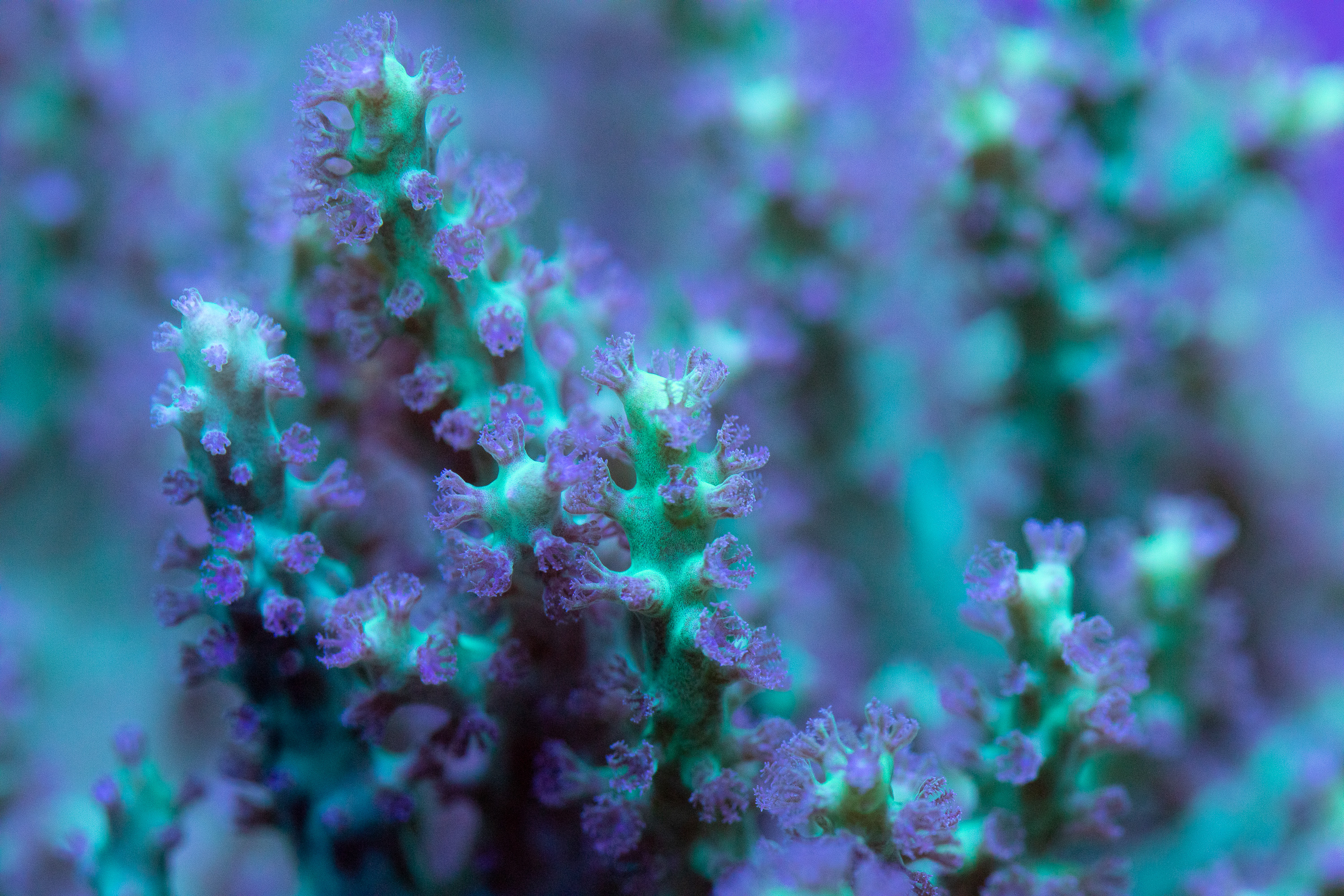 reefsavvy-89.jpg